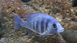 Placidochromis phenochilus w