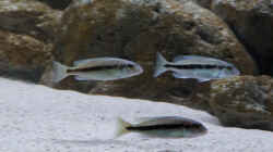 Taeniochromis holotaenia Jungfische immer zu dritt unterwegs