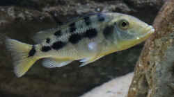 Fossorochromis rostratus w