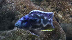 Nimbochromis livingstonii m