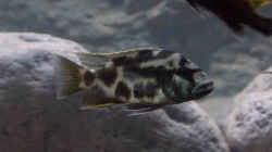 Nimbochromis livingstoni halbwüchsiges Männchen