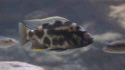 Nimbochromis livingstoni halbwüchsiges Männchen