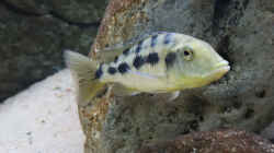 Fossorochromis rostratus w