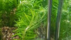 Co2 Diffusor Edelstahl