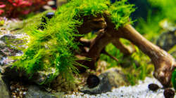 Dekoration im Aquarium Tommys' Scape