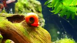 Rote Posthornschnecke