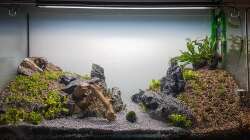 Aquarium Tommys' Scape