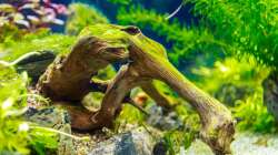 Dekoration im Aquarium Tommys' Scape