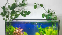 Aquarium Tommys' Scape