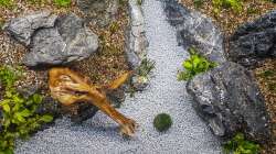 Aquarium Tommys' Scape