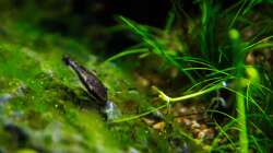 Ohrgitterharnischwels