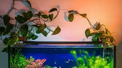 Aquarium Tommys' Scape