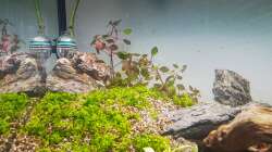Ludwigia sp. Super Red u. Micranthemum Monte Carlo