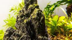 Dekoration im Aquarium Tommys' Scape