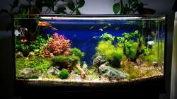 Aquarium Tommys' Scape