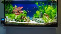 Aquarium Tommys' Scape