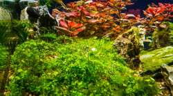 Micranthemum Monte Carlo