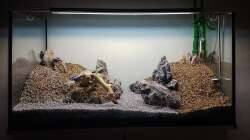 Aquarium Tommys' Scape