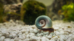 Blaue Posthornschnecke