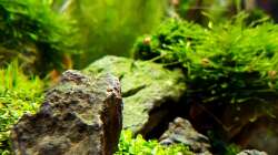 Pflanzen im Aquarium Tommys' Scape