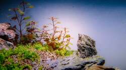 Aquarium Tommys' Scape