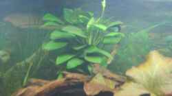 Pflanzen im Aquarium Becken 3686