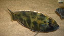 Nimbochromis Venustus Mänchen
