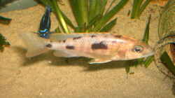 Hapolochromis-Sulpur-Head Weibchen