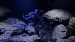 Pseudotropheus cyaneorhabdos