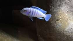 Besatz im Aquarium Mbunas hole