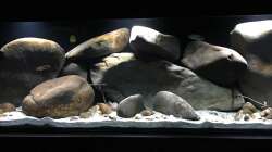 Aquarium Mbunas hole