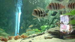 Aquarium Becken 371
