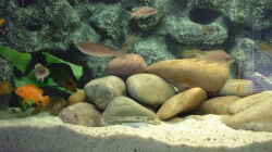 Aquarium Becken 371