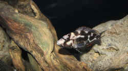 Nimbochromis livingstonii - Weibchen 1