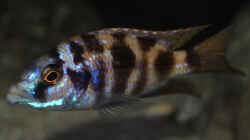 Placidochromis milomo Männchen