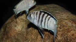 Labidochromis sp. `nkali`