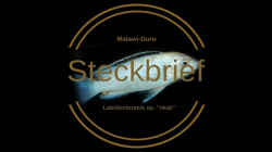 Steckbrief Tafel zu Labidochromis sp. `nkali`