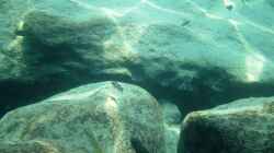 Eindrücke aus dem See bei Kawanga Rocks - Bild 2