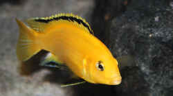 Labidochromis caeruleus yellow `kakusa` - Männchen