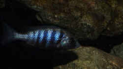 Placidochromis phenochilus `tanzania` - Weibchen