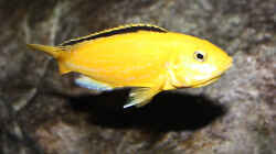 Labidochromis caeruleus yellow `kakusa` - Weibchen