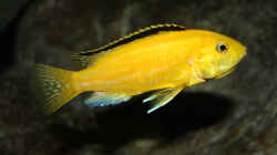 Labidochromis caeruleus yellow `kakusa` - Weibchen