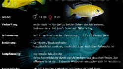 Artentafel zu Labidochromis caeruleus yellow