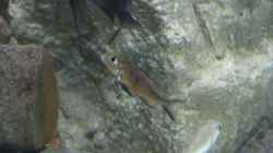 Callochromis marcrops red ndole