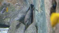 Chalinochromis ndobhoi