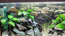 Aquarium Tanganjika Becken