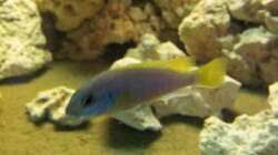 Besatz im Aquarium Juwel Trigon 350 Eck Aq