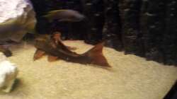 Besatz im Aquarium Juwel Trigon 350 Eck Aq