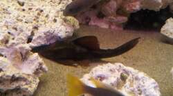 Besatz im Aquarium Juwel Trigon 350 Eck Aq