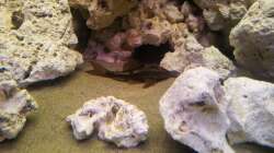 Besatz im Aquarium Juwel Trigon 350 Eck Aq